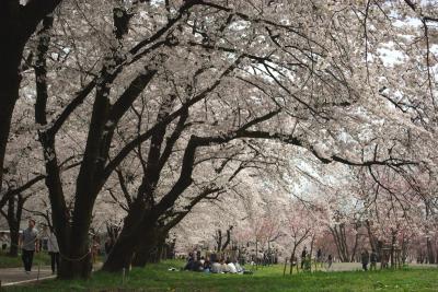 「名月赤城山」の南麓にある千本桜はお花見天国。