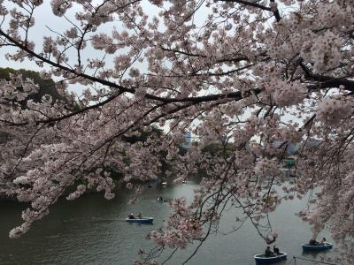 東京桜巡り＜２＞