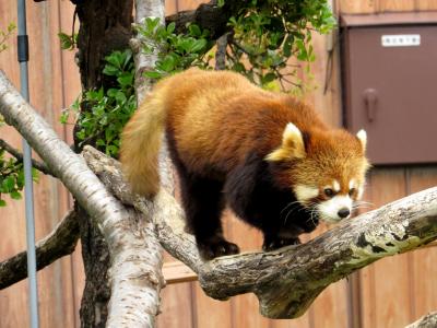 春のレッサーパンダ紀行【７】 南紀白浜アドベンチャーワールド　シンシン君とライラちゃんの同居再開！！ 母離れしたココロ君はウエルカムルームでキララちゃんと同居です