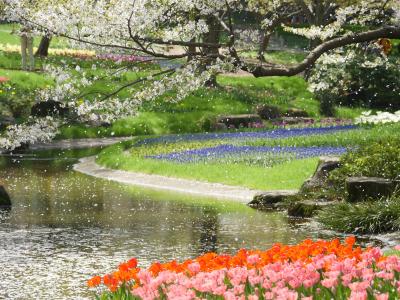 桜吹雪舞う中で、昭和記念公園ファン倶楽部のオフ会