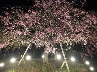 夜桜見物にしあわせの村へいってきました。