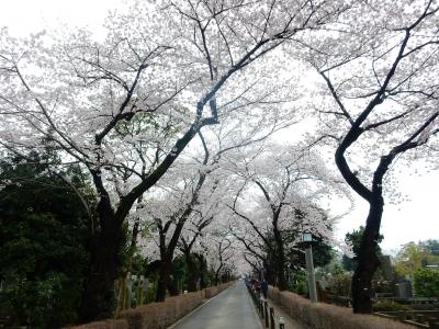 東京２０１６桜　【９】青山霊園