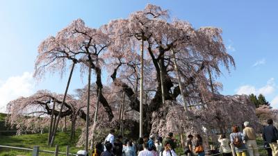 樹齢千年三春瀧桜と初逢瀬