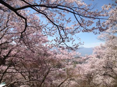 2016.04 長野県高遠町、高遠の桜