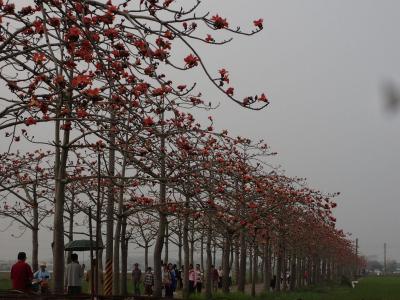 台湾南部へ・・・、台南白河「木綿花」ロード(１日目)