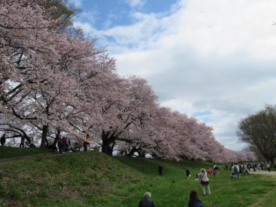 京都の桜（背割りの堤　毘沙門堂　平等院　伏見稲荷　）