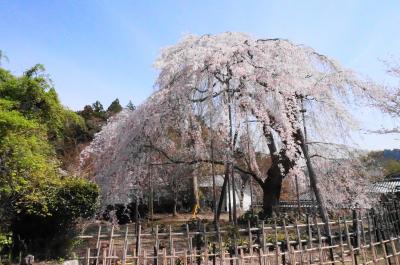 見事に咲き誇る京極道誉が愛したしだれ桜