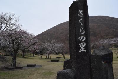 小田原城～伊豆高原さくらの里への花見と都内の夜桜