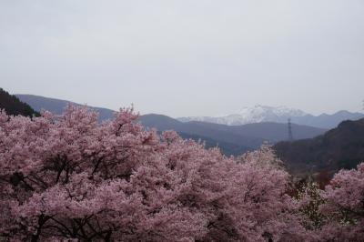 長野の春を彩る「花の旅」Vol.２＜高遠城址公園の桜　夜と昼＞