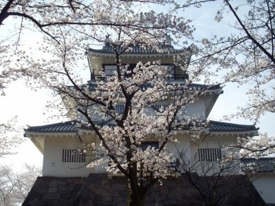 長岡市悠久山公園の桜