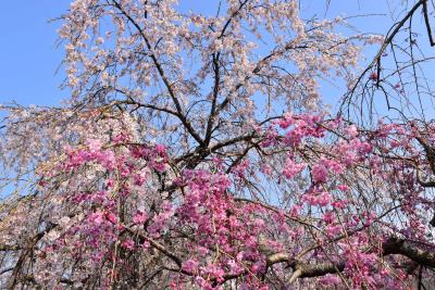 1万本桜と歴史・文化の香る真岡路の街歩き（栃木）
