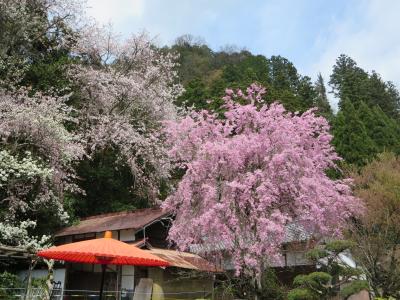 ちょんたさん、ようこそ奈良へ☆仏隆寺・ガトードボワ☆まだ綺麗に咲いている桜がありました♪
