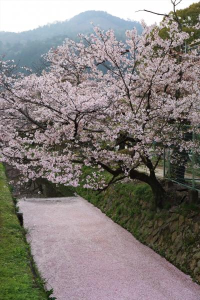 京都を歩く(237)  哲学の道　川面をピンクに染める花筏
