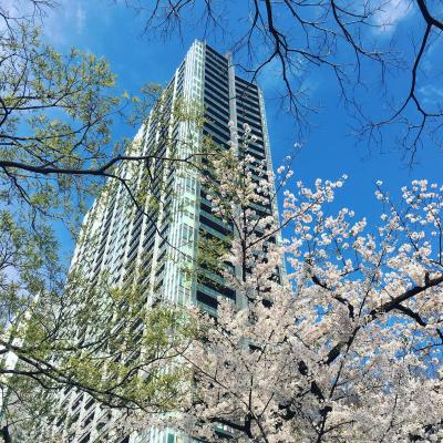 飯田橋　さくらテラス　ほしので一杯　　神楽坂　花かぐららんち　