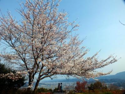 徳島市一の絶景・白鵬ゆかりの眉山と徳島城跡の桜