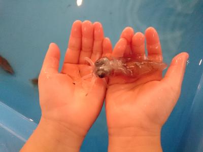 週末弾丸北陸旅行~福井・石川・富山~③