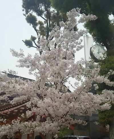 仕事の合間に生田神社に行ってみました　　～春のひとときを感じて～