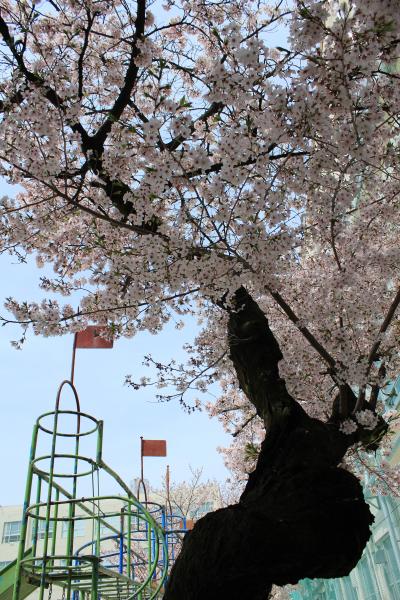 桜sakura旅Part６　卒業した小学校に孫娘入学　校庭の桜に感涙＆豊田市美術館の思川桜