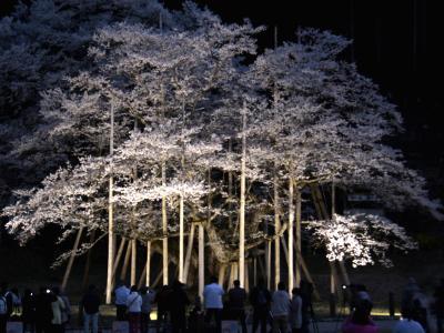 根尾谷の淡墨桜を訪ねて１泊２日の旅　４−２　根尾の淡墨桜ライトアップ　編