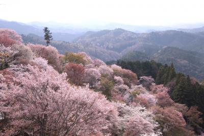 桜の名所 吉野山の千本桜