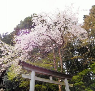 2016年　奈良桜めぐり　吉野山ハイキング　その１　奥千本の金峯神社、西行庵、苔清水を回る