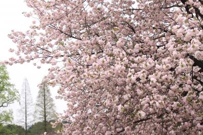 観劇前に新宿御苑の葉桜・八重桜紀行（前編）かすかに花吹雪を散らす葉桜とボリューム一杯の満開の一葉を単焦点のマクロレンズでチャレンジ！