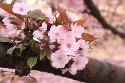 観劇前に新宿御苑の葉桜・八重桜紀行（後編）空を覆い尽くすさまざまな八重桜や見事な枝ぶりの葉桜に魅了されて＆歌とダンスの舞台「バーン・ザ・フロア」