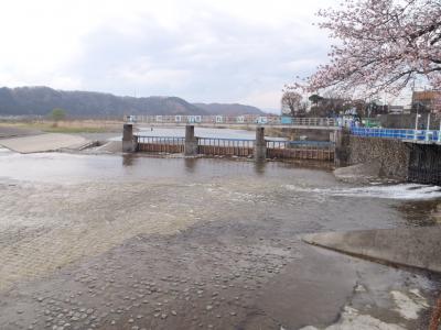 羽村の桜とチュ-リップをめぐる小さな旅