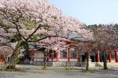 京都を歩く(238) 鞍馬寺の雲珠桜