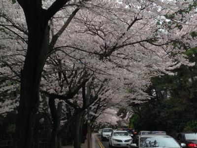 さくら満開釜山2016.4
