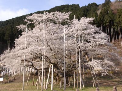 根尾谷の淡墨桜を訪ねて１泊２日の旅　４−３　淡墨桜　編