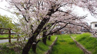 ダム＆城巡りドライブ　武田神社の桜！甲府城にはちびっこ武者がいっぱい！深城ダムは放流中！