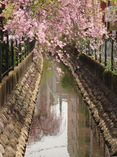 Japan　母と一緒にお花見散歩　二ヶ領用水の枝垂れ桜　～ミツバチばあやの冒険～