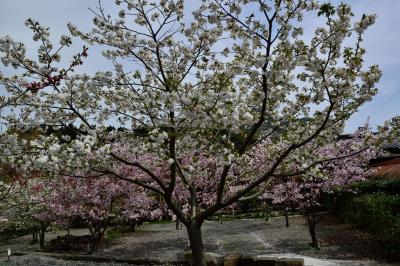 真玉桜園