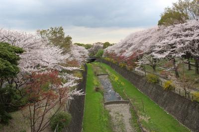 猫返し神社と国営昭和記念公園へ桜を観に行く日帰り旅