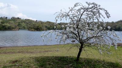 一碧湖（大池）の散策