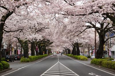 日立の桜