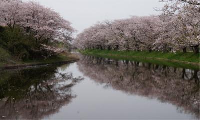 魅力度最下位県だけど～ 素敵な花景色めぐりに行ってきた！福岡堰の桜編