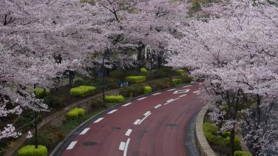 桜じゃないのかよ～～♪　再びの国立新美術館と江戸城