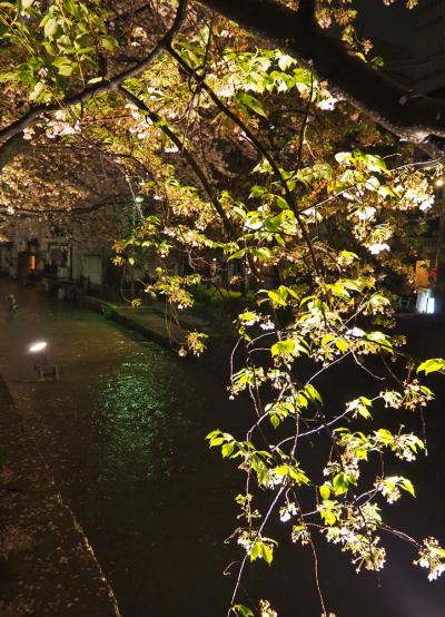雨が上がった京都　ー　京都駅 ～ 下木屋町のライトアップ