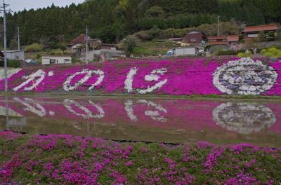 大道理の芝桜を一人で見に出かけました