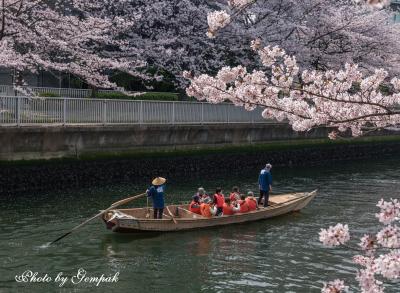 江戸情緒が色濃く残る深川エリアで都会の花見