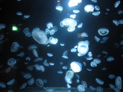 オワンクラゲで有名になった水族館を再訪
