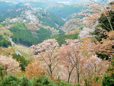 ２０１６年　奈良桜めぐり　吉野山ハイキング　その２　高城山展望台から上千本　吉野水分神社・花矢倉