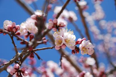 桃源郷、ありました ～2016年花のフンザ旅行記(7)～ (4日目後半：カリマバード⇔上部フンザ)