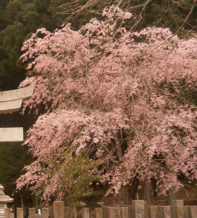 花見に鬼怒川