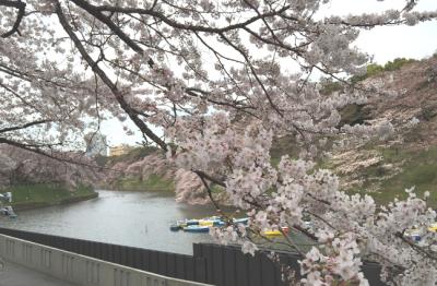 2016　お花見まとめ