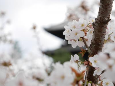 2016御室桜♪