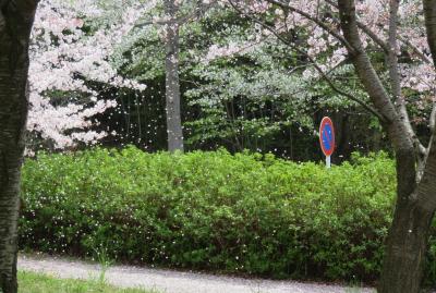 2016春、大高緑地公園の花吹雪(1/2)：大高緑地公園、染井吉野、大島桜、一重紅桜