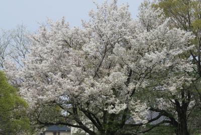 2016春、大高緑地公園の花吹雪(2/2)：染井吉野、大島桜、竹林の道、万葉の散歩道